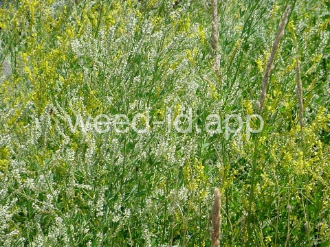 sweetclover, yellow